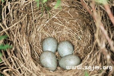 夢到鳥蛋|周公解夢夢見鳥蛋是什麼意思，夢到鳥蛋好不好